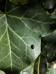 Exochomus quadripustulatus