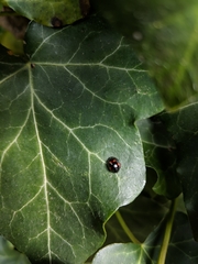 Exochomus quadripustulatus