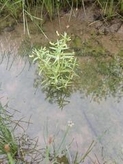 Gratiola quartermaniae