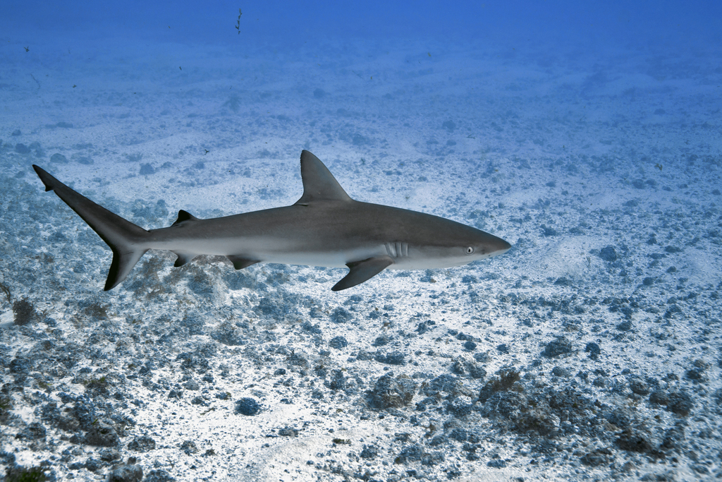 Galapagos Shark