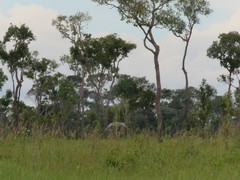 Buteogallus coronatus