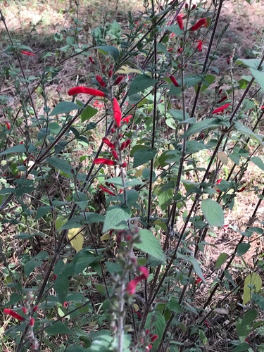 Salvia elegans