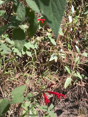 Salvia elegans