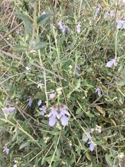 Teucrium fruticans
