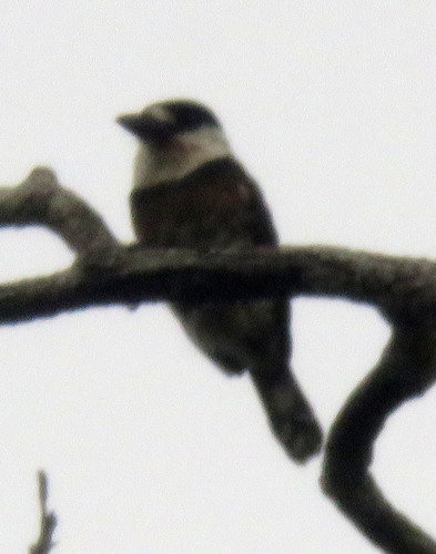 Notharchus ordii