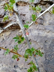 Ribes aciculare