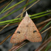 Black-dotted Hemeroplanis Moth - Photo (c) cotinis, some rights reserved (CC BY-NC-SA)