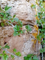 Ribes aciculare