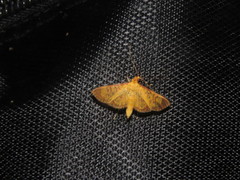 Prenesta scyllalis