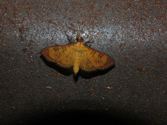 Prenesta scyllalis