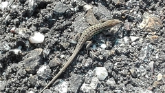 Psammodromus occidentalis