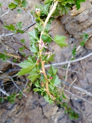 Ribes aciculare