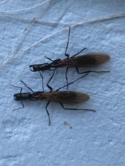 Camponotus mirabilis