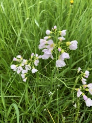 Cardamine pratensis