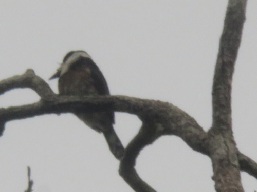 Brown-banded Puffbird (Notharchus ordii), photo 5