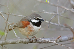 Red-Shouldered Vanga photo 2