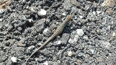 Psammodromus occidentalis