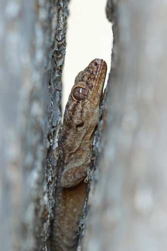 Blaesodactylus sakalava
