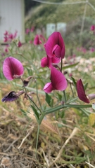 Tangier Pea (Lathyrus tingitanus)