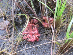 Drosera cayennensis