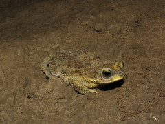 Rhinella major