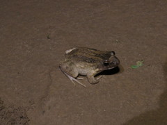 Leptodactylus petersii