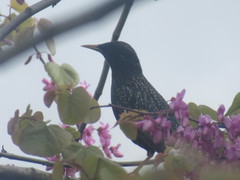 Sturnus vulgaris