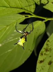 Micrathena miles