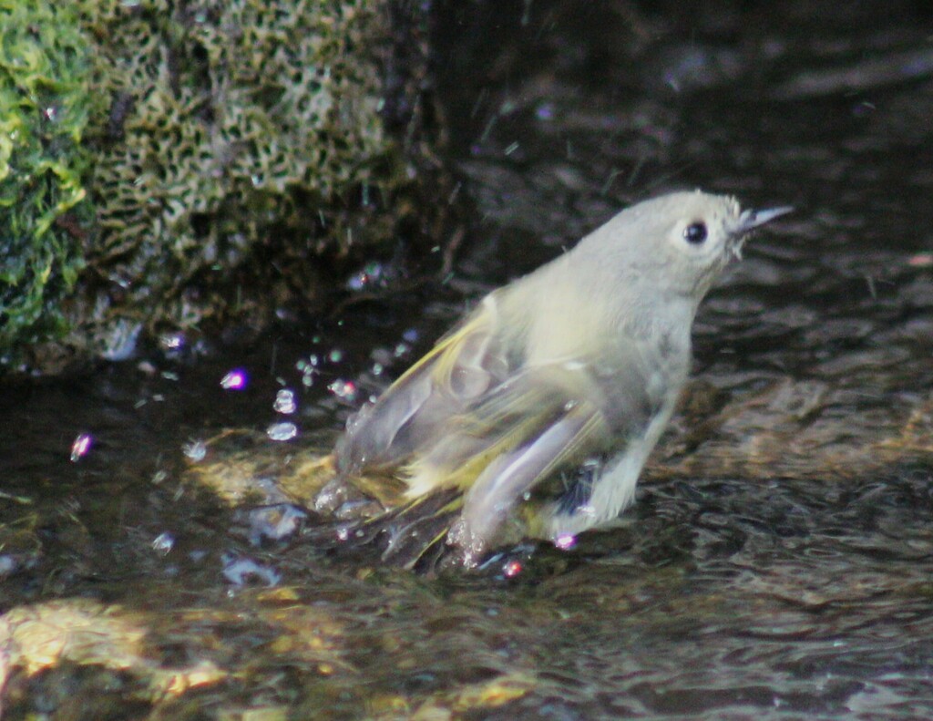 Perching Birds from Jackson Area, Albuquerque, NM 87112, USA on May 10