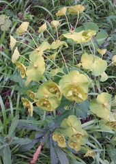 Euphorbia amygdaloides
