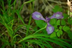 Iris tenax