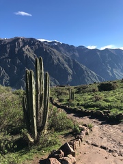 Corryocactus brevistylus