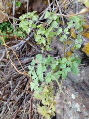 Thalictrum foetidum