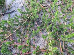 Aspalathus juniperina