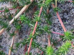 Aspalathus juniperina