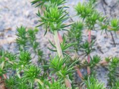 Aspalathus juniperina