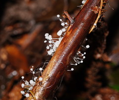 Mycena albidocapillaris