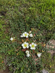 Hypseocharis pedicularifolia