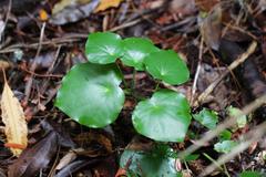 Piper excelsum peltatum