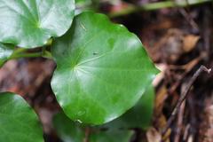 Piper excelsum peltatum