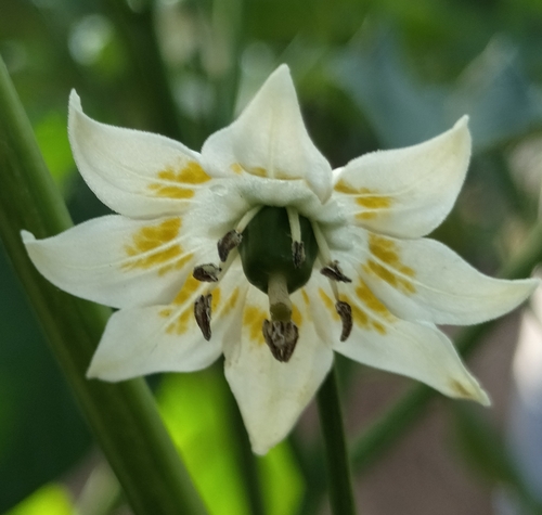Capsicum baccatum