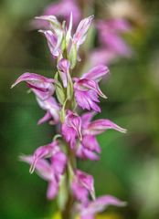 Anacamptis sancta