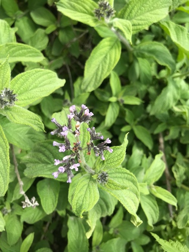 Heliotropium arborescens