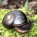 Gippsland Black Snail - Photo (c) ekocaj, some rights reserved (CC BY-NC)