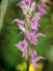 Anacamptis sancta