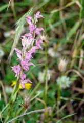 Anacamptis sancta
