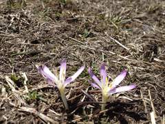 Colchicum trigynum