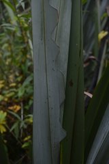 Ichneutica steropastis