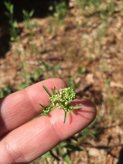 Turritis glabra