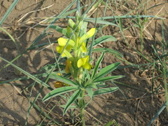 Thermopsis lanceolata